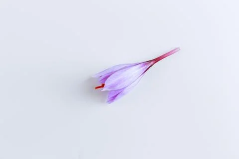 Saffron crocus on a white background. From the flower bud look red stamens. Stock Photos