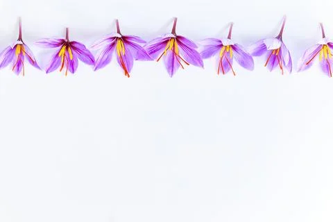 Saffron crocuses close up on white background. Place for text. Design work. Stock Photos