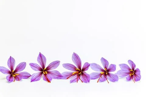 Saffron crocuses close up on a white background. Place for text. Stock Photos