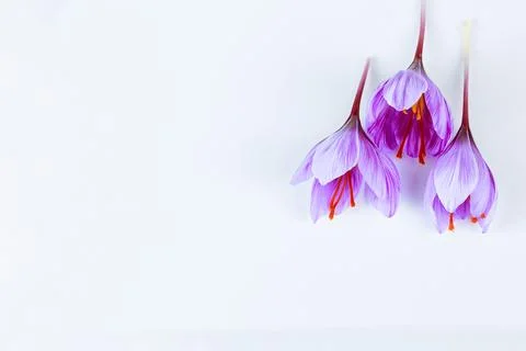Saffron crocuses lie on a white background. Place for text. Design work. Stock Photos