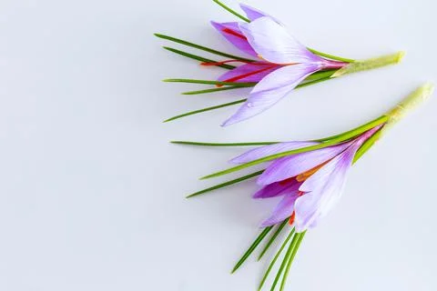 Saffron crocuses on a white background. Place for text. Stock Photos