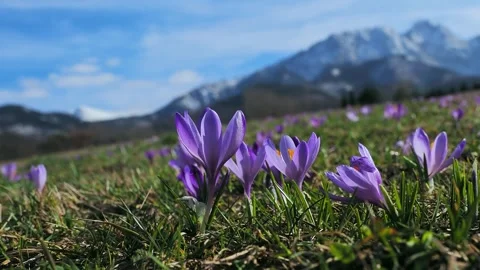 Saffron in early spring against the backdrop of the Tatra Mountains Stock Footage 323450098