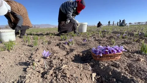 Saffron Farm Timelaps Stock Footage 170078119