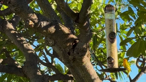 Saffron Finch eating at a tree-mounted bird-feeder on a sunny day Stock Footage 291461133
