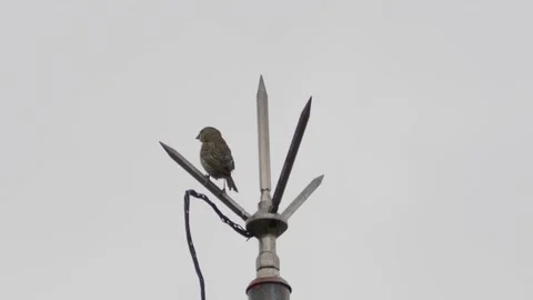 Saffron Finch Video stock 171356445