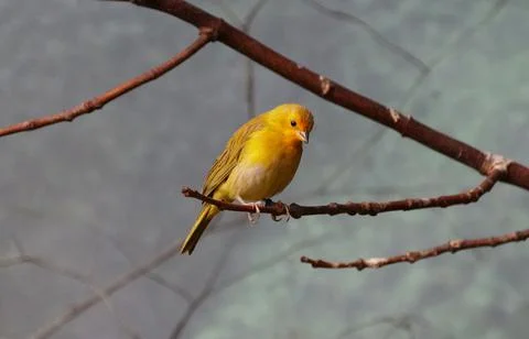 A Saffron Finch perching on the tree Stock Photos