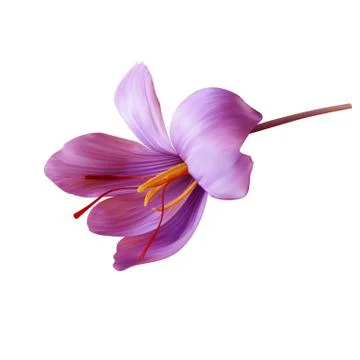 Saffron flower Bud open close-up. Seasoning expensive saffron Illustrazione stock