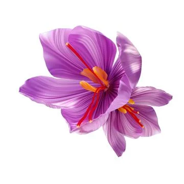 Saffron flower Bud open close-up. Seasoning expensive saffron Illustrazione stock