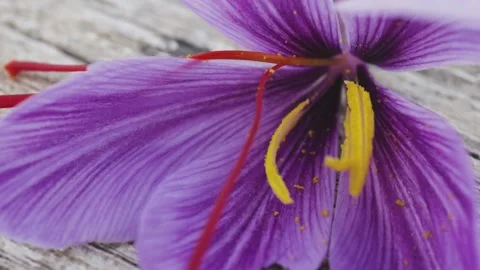 Saffron flower close up, macro shot Video stock 142368906
