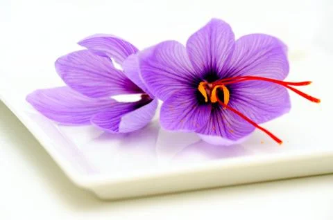 Saffron flower closeup Stock Photos