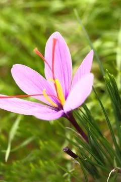 Saffron flower on the field Stock Photos