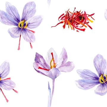 The saffron flower image has purple petals, red stigmas, and a white background Stock Illustration