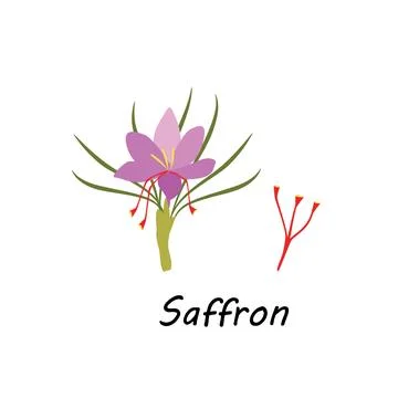 Saffron Flower Isolated on White Background Stock-Illustration