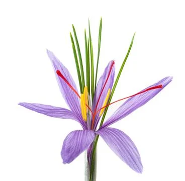 Saffron  flower Stock Photos