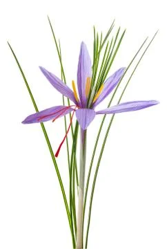 Saffron  flower Stock Photos