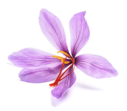 Saffron  flower Stock Photos