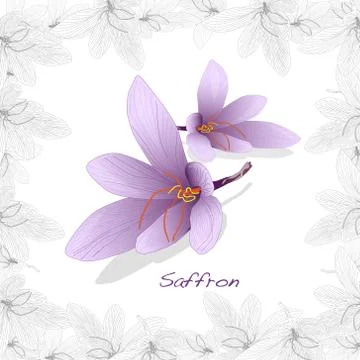 Saffron flower set in decorative frame. Vector isolated image Stock-Illustration