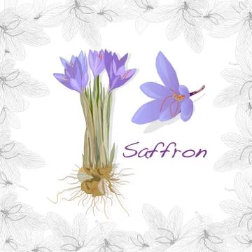Saffron flower set in decorative frame. Vector isolated image Stock Illustration