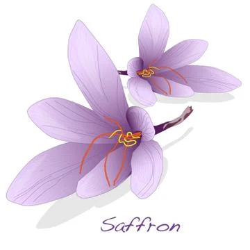 Saffron flower set. Vector. Stock Illustration