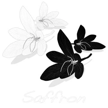 Saffron flower set. Vector. Stock Illustration