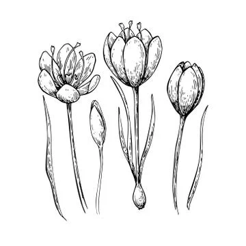 Saffron flower vector drawing. Hand drawn herb and food spice. Stock Illustration