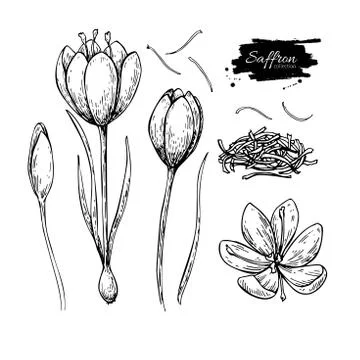 Saffron flower vector drawing. Hand drawn herb and food spice. Stock Illustration