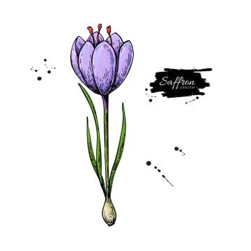 Saffron flower vector drawing. Hand drawn herb and food spice. Stock Illustration
