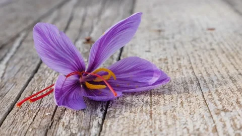 Saffron flower on a wodden table. Smooth horizontal pan. Detail of saffron flowe Stock Footage 142368952