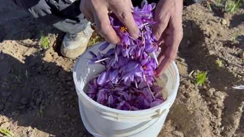 Saffron flowers fall from the hands of a farmer Stock Footage 170078076