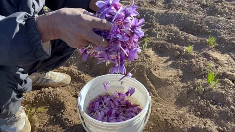 Saffron flowers fall from the hands of a local man Stock Footage 170073733