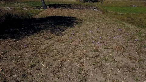 Saffron flowers 스톡 동영상 81183019