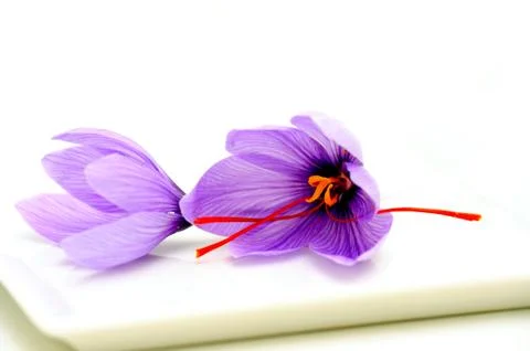 Saffron flowers Stock Photos