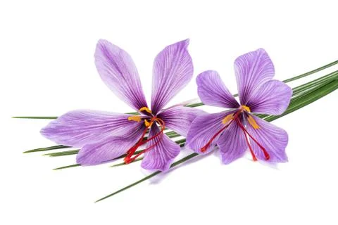 Saffron  flowers Stock-Fotos