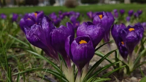 Saffron Stock Footage 238821323