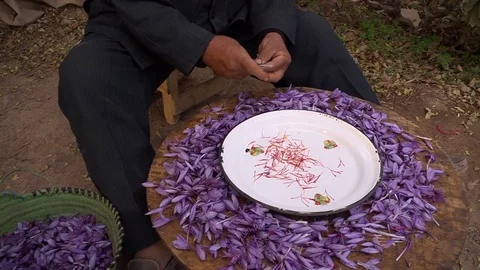The saffron harvest in Morocco Stock Footage 126218981
