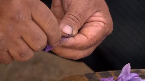 The saffron harvest in Morocco Stock Footage 126219063