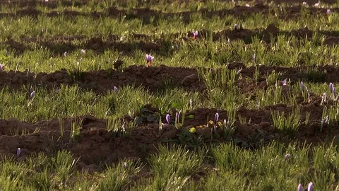 The saffron harvest in Morocco Stock Footage 126219662