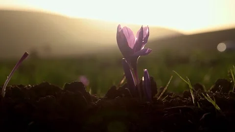 The saffron harvest in Morocco Stock Footage 130256567