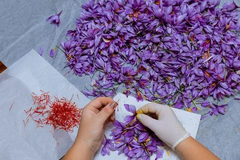 Saffron has a distinct flavor and aroma, making it a prized ingredient in Stock Photos
