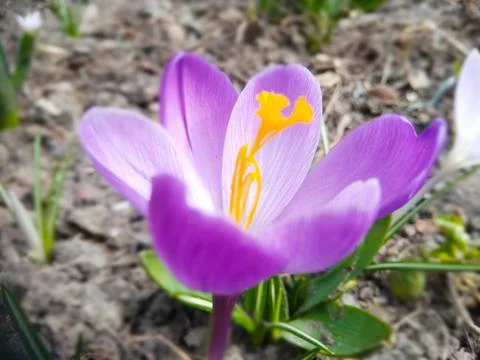 Saffron life Foto stock