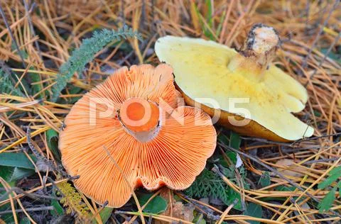 Saffron milk cap and penny bun mushroom Stock Photos