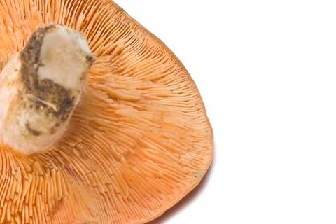 Saffron milk cap. Stock Photos