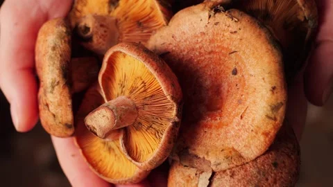 A saffron milk caps in a persons hands, mushroom harvest collected in the forest Stock-Footage 327061058
