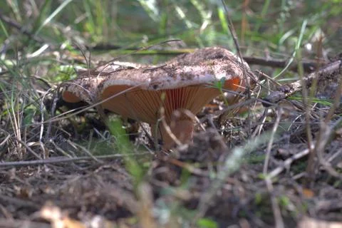 A Saffron Milkcap. bottom side of cap the growing mushroom Stock Photos