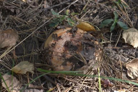 Saffron Milkcap, growing under the deep forest shadows Stock Photos