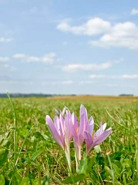 Saffron Stock Photos