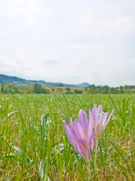 Saffron Stock Photos