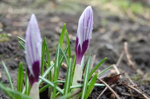 Saffron seed grows from the ground in spring Stock Photos
