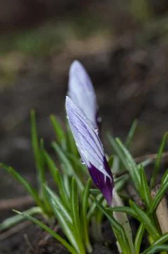 Saffron seed grows from the ground in spring Stock Photos
