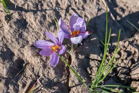 Saffron is a spice derived from the flower of Crocus sativus. Stock Photos